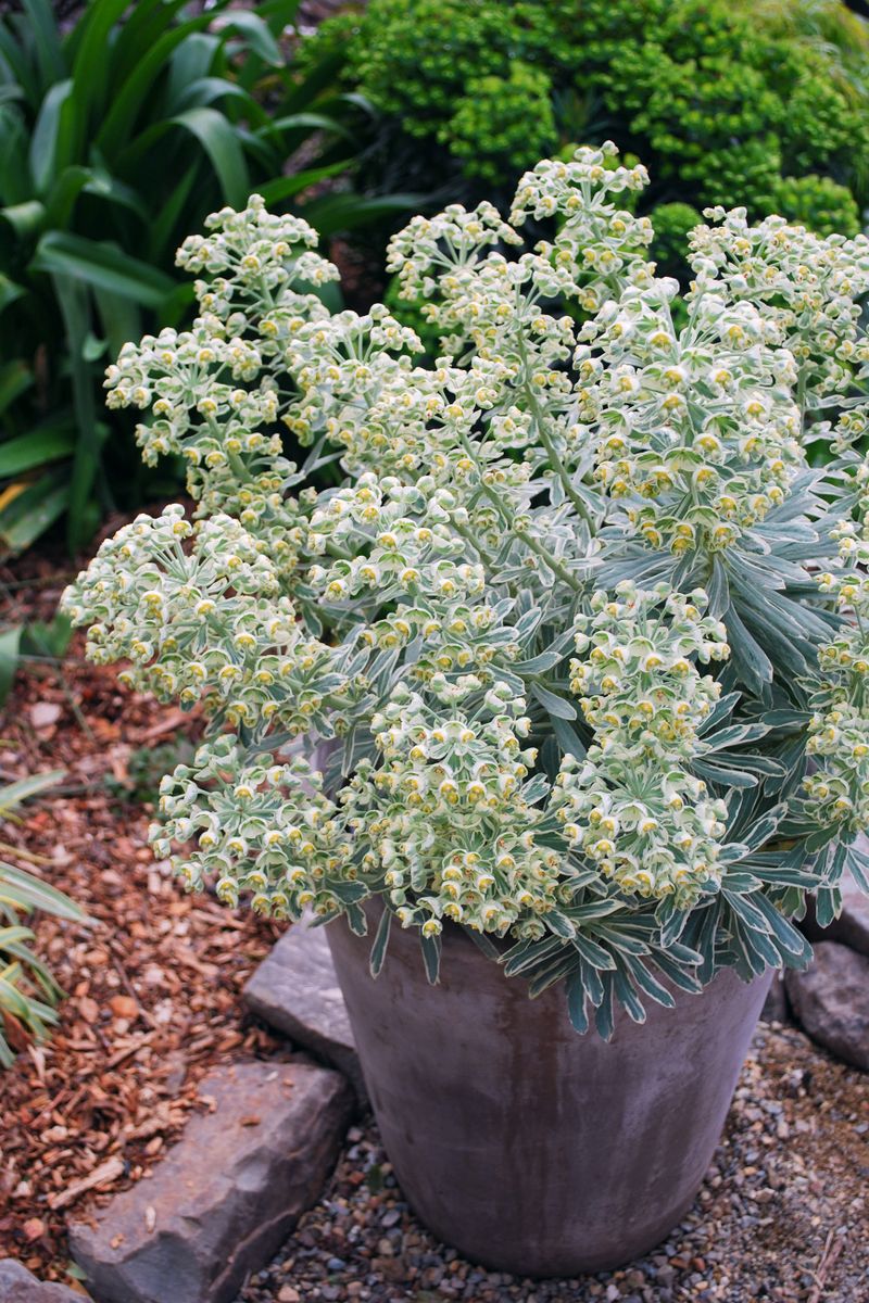 EUPHORBIA SILVER SWAN  Honeysuckle Garden