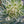 Load image into Gallery viewer, EUPHORBIA SILVER SWAN [SZ:14CM POT]
