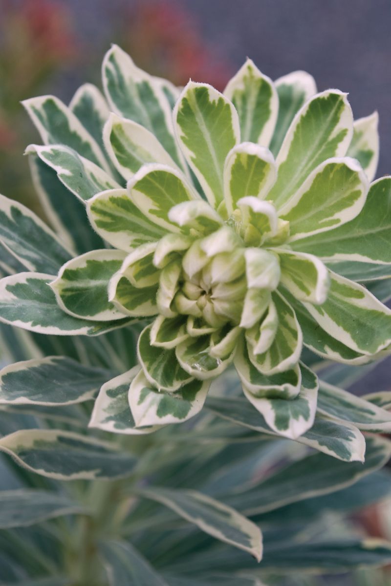 EUPHORBIA SILVER SWAN [SZ:14CM POT]