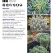 Load image into Gallery viewer, EUPHORBIA SILVER SWAN [SZ:14CM POT]
