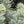 Load image into Gallery viewer, EUPHORBIA SILVER SWAN [SZ:14CM POT]
