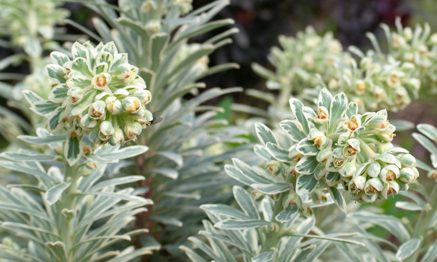 EUPHORBIA SILVER SWAN [SZ:14CM POT]