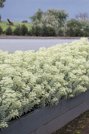 EUPHORBIA SILVER SWAN [SZ:14CM POT]