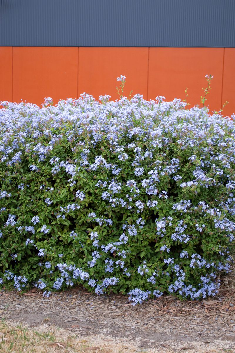 PLUMBAGO ROYAL CAPE [SZ:14CM POT]