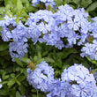 Load image into Gallery viewer, PLUMBAGO ROYAL CAPE [SZ:14CM POT]
