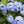 Load image into Gallery viewer, PLUMBAGO ROYAL CAPE [SZ:14CM POT]
