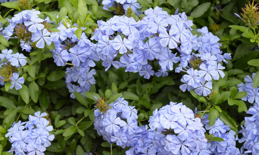 PLUMBAGO ROYAL CAPE [SZ:14CM POT]