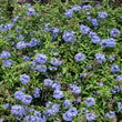 Load image into Gallery viewer, PLUMBAGO ROYAL CAPE [SZ:14CM POT]
