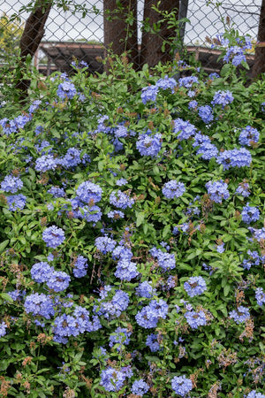 PLUMBAGO ROYAL CAPE [SZ:14CM POT]