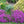 Load image into Gallery viewer, HETEROCENTRON SPANISH SHAWL 14CM [SZ:14CM POT]
