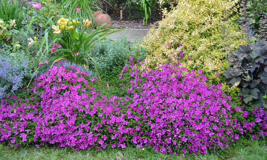 HETEROCENTRON SPANISH SHAWL 14CM [SZ:14CM POT]