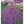 Load image into Gallery viewer, HETEROCENTRON SPANISH SHAWL 14CM [SZ:14CM POT]
