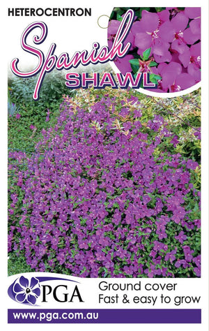 HETEROCENTRON SPANISH SHAWL 14CM [SZ:14CM POT]