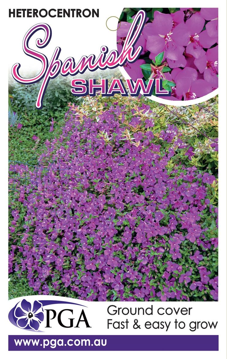 HETEROCENTRON SPANISH SHAWL 14CM [SZ:14CM POT]