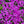 Load image into Gallery viewer, HETEROCENTRON SPANISH SHAWL 14CM [SZ:14CM POT]
