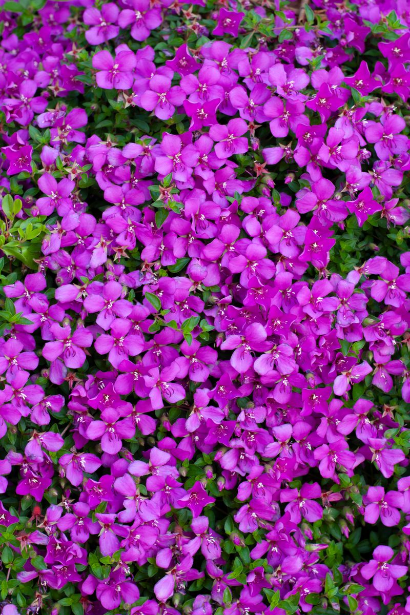 HETEROCENTRON SPANISH SHAWL 14CM [SZ:14CM POT]
