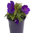Load image into Gallery viewer, TIBOUCHINA GROOVY BABY [SZ:14CM POT]
