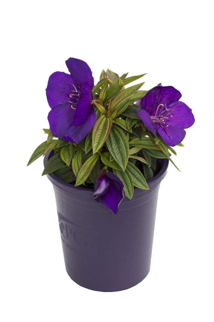 TIBOUCHINA GROOVY BABY [SZ:14CM POT]