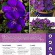Load image into Gallery viewer, TIBOUCHINA GROOVY BABY [SZ:14CM POT]

