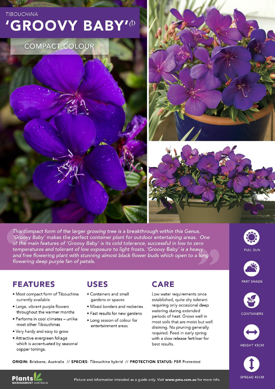 TIBOUCHINA GROOVY BABY [SZ:14CM POT]
