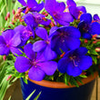 Load image into Gallery viewer, TIBOUCHINA GROOVY BABY [SZ:14CM POT]
