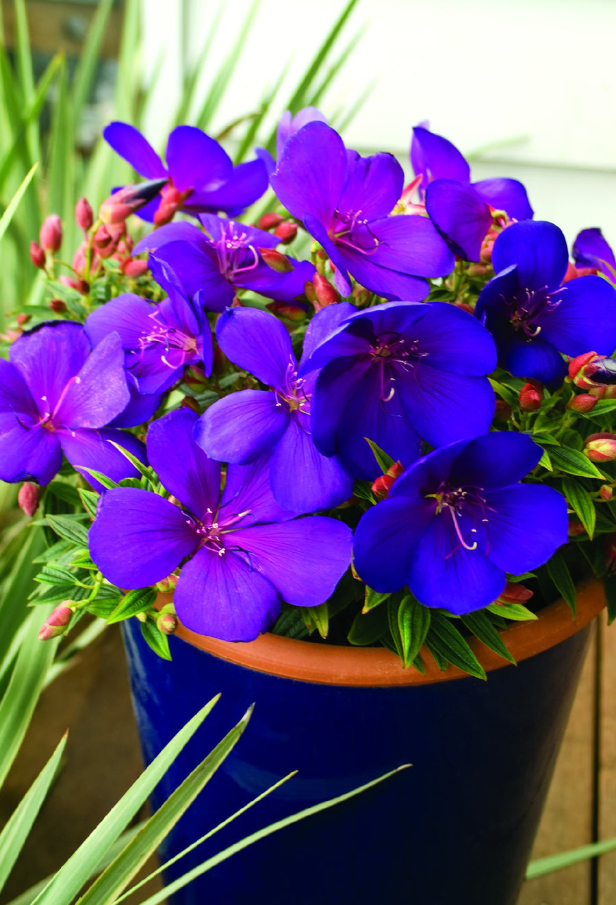 TIBOUCHINA GROOVY BABY [SZ:14CM POT]