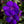 Load image into Gallery viewer, TIBOUCHINA GROOVY BABY [SZ:14CM POT]
