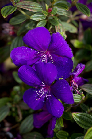 TIBOUCHINA GROOVY BABY [SZ:14CM POT]