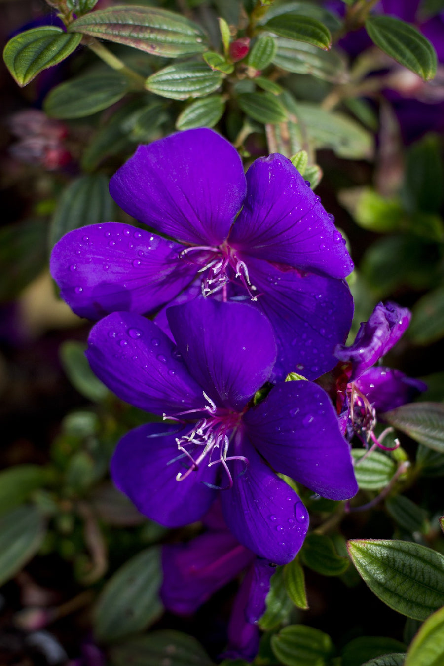 TIBOUCHINA GROOVY BABY [SZ:14CM POT]
