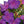 Load image into Gallery viewer, TIBOUCHINA GROOVY BABY [SZ:14CM POT]
