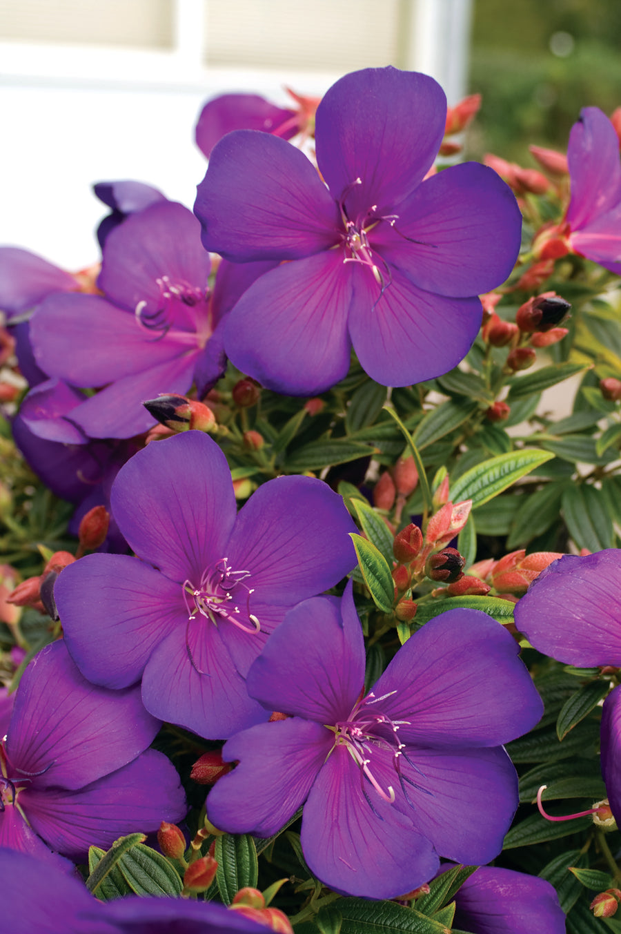 TIBOUCHINA GROOVY BABY [SZ:14CM POT]