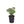 Load image into Gallery viewer, DAPHNE ETERNAL FRAGRANCE
