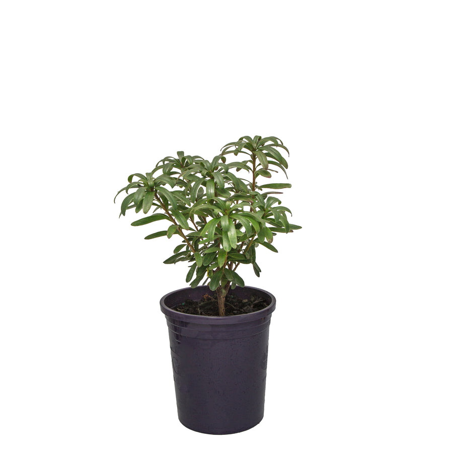DAPHNE ETERNAL FRAGRANCE