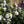 Load image into Gallery viewer, DAPHNE ETERNAL FRAGRANCE
