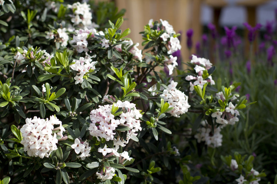 DAPHNE ETERNAL FRAGRANCE
