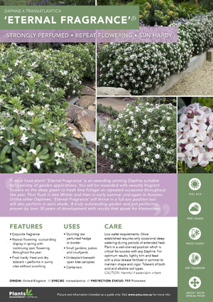 DAPHNE ETERNAL FRAGRANCE
