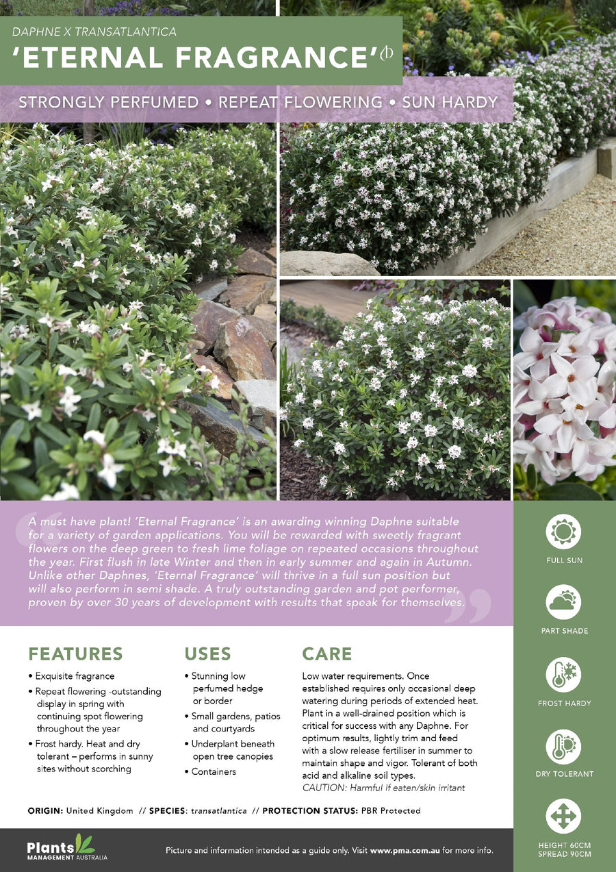 DAPHNE ETERNAL FRAGRANCE