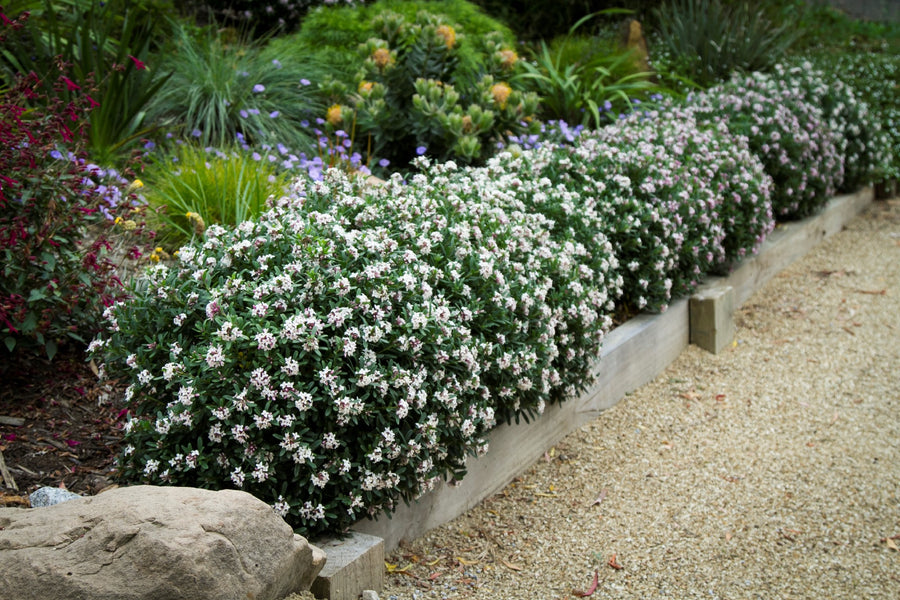 DAPHNE ETERNAL FRAGRANCE