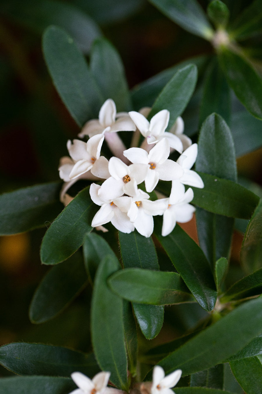 DAPHNE ETERNAL FRAGRANCE