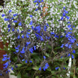 Load image into Gallery viewer, SALVIA AZTEC BLUE [SZ:14CM POT]
