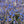 Load image into Gallery viewer, SALVIA AZTEC BLUE [SZ:14CM POT]
