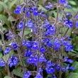 Load image into Gallery viewer, SALVIA AZTEC BLUE [SZ:14CM POT]
