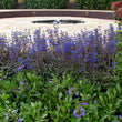 Load image into Gallery viewer, SALVIA AZTEC BLUE [SZ:14CM POT]

