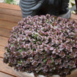 Load image into Gallery viewer, SEDUM CHOCOLATE BLOB [SZ:14CM POT]
