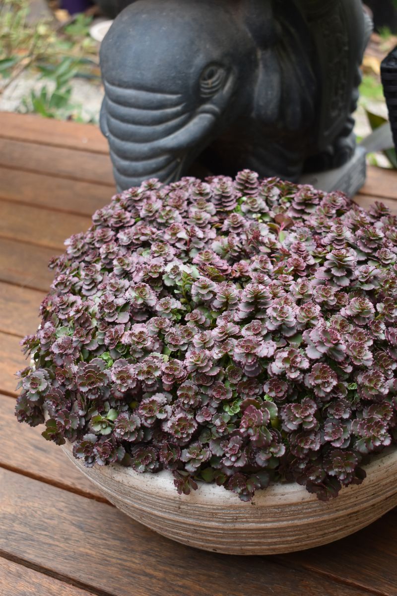 SEDUM CHOCOLATE BLOB [SZ:14CM POT]