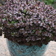 Load image into Gallery viewer, SEDUM CHOCOLATE BLOB [SZ:14CM POT]
