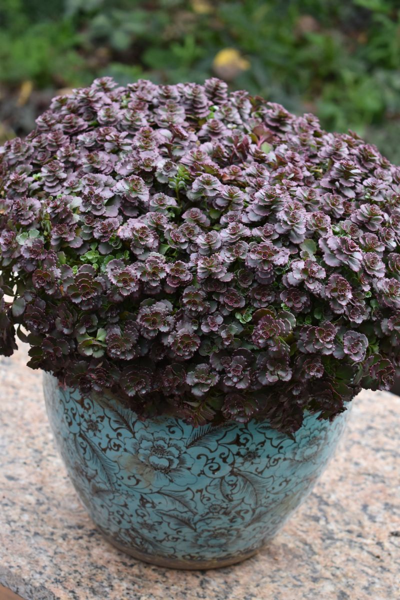 SEDUM CHOCOLATE BLOB [SZ:14CM POT]