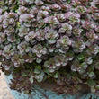 Load image into Gallery viewer, SEDUM CHOCOLATE BLOB [SZ:14CM POT]
