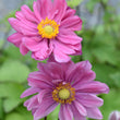 Load image into Gallery viewer, ANEMONE PAMINA [SZ:14CM POT]
