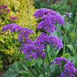 Load image into Gallery viewer, LIMONIUM PEREZII BLUE [SZ:14CM POT]
